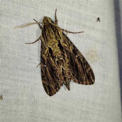 hermit moth summer